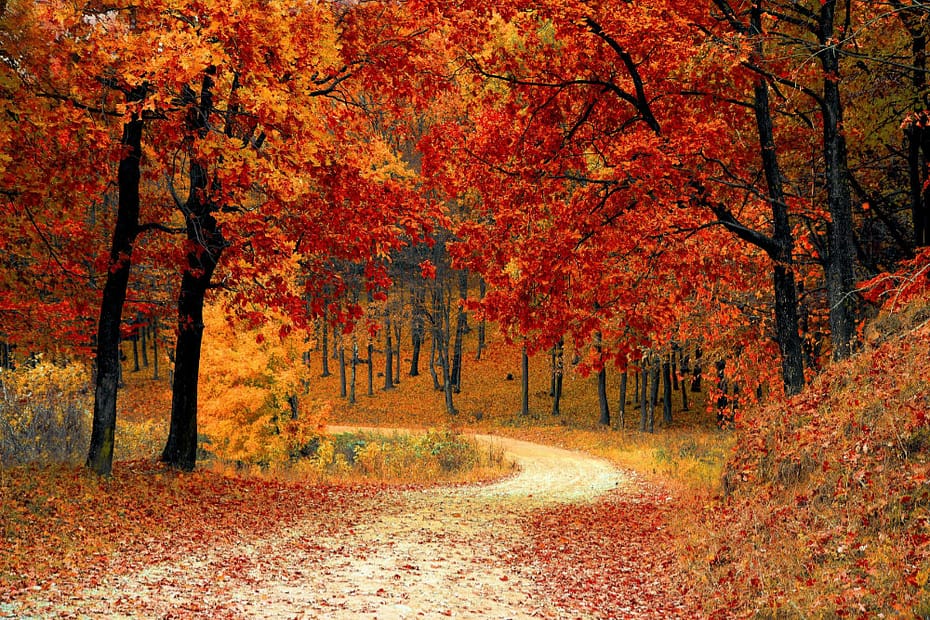 find-your-own-path